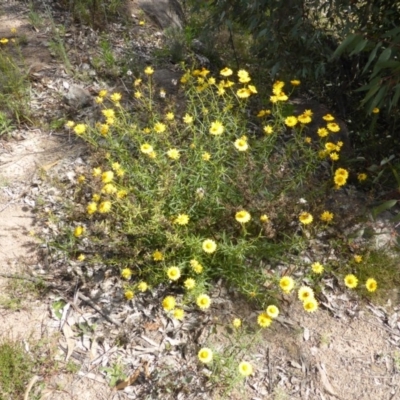 Xerochrysum viscosum (Sticky Everlasting) at Garran, ACT - 15 Nov 2013 by Mike