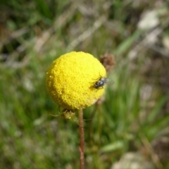 Craspedia variabilis (Common Billy Buttons) at Wanniassa Hill - 27 Oct 2013 by Mike