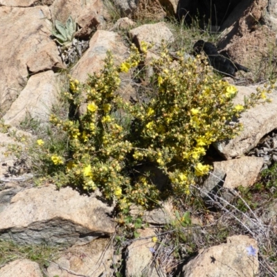 Hibbertia obtusifolia (Grey Guinea-flower) at Isaacs Ridge and Nearby - 25 Oct 2013 by Mike