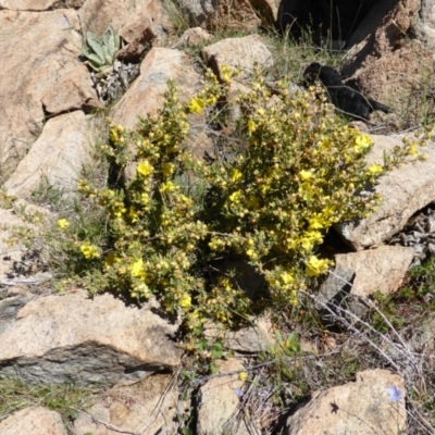 Hibbertia obtusifolia (Grey Guinea-flower) at Isaacs, ACT - 25 Oct 2013 by Mike