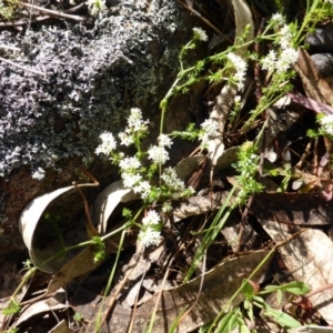 Asperula conferta at Isaacs, ACT - 23 Oct 2013