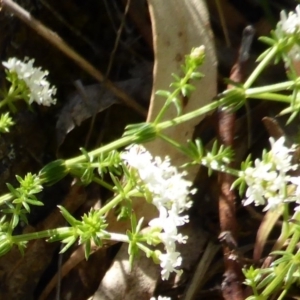 Asperula conferta at Isaacs, ACT - 23 Oct 2013