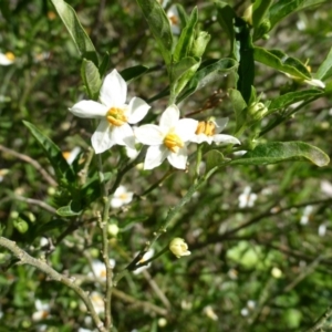 Solanum pseudocapsicum at Isaacs Ridge - 23 Oct 2013