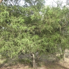 Acacia paradoxa (Kangaroo Thorn) at Mount Ainslie - 25 Feb 2015 by SilkeSma