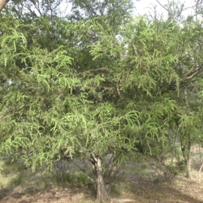 Acacia paradoxa (Kangaroo Thorn) at Campbell, ACT - 26 Feb 2015 by SilkeSma