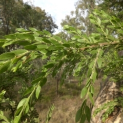 Acacia paradoxa at Campbell, ACT - 26 Feb 2015