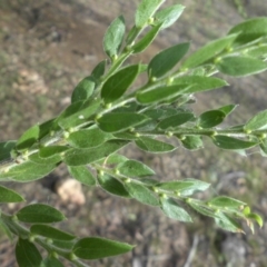 Acacia paradoxa at Campbell, ACT - 26 Feb 2015