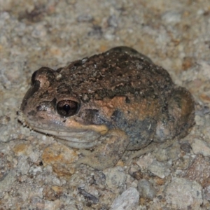 Limnodynastes dumerilii at Tralee, NSW - 25 Oct 2014