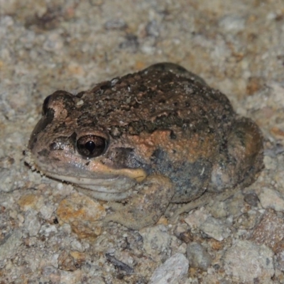 Limnodynastes dumerilii (Eastern Banjo Frog) at QPRC LGA - 25 Oct 2014 by michaelb