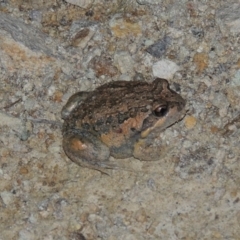 Limnodynastes dumerilii at Tralee, NSW - 25 Oct 2014 08:58 PM