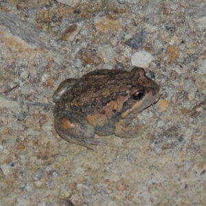 Limnodynastes dumerilii at Tralee, NSW - 25 Oct 2014 08:58 PM