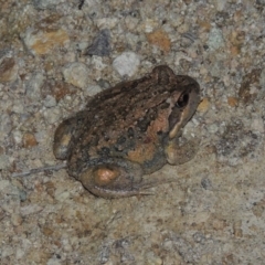 Limnodynastes dumerilii at Tralee, NSW - 25 Oct 2014 08:58 PM