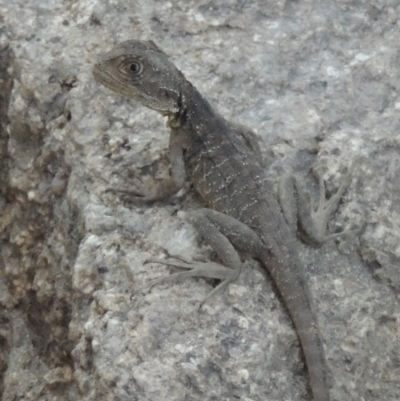 Intellagama lesueurii howittii (Gippsland Water Dragon) at Point Hut to Tharwa - 12 Feb 2013 by michaelb