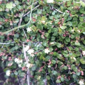 Muehlenbeckia axillaris at Mount Clear, ACT - 25 Feb 2015 10:09 AM