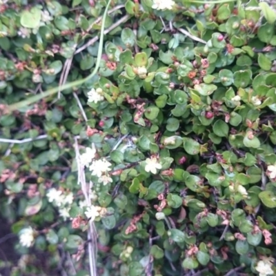 Muehlenbeckia axillaris (Matted Lignum) at Mount Clear, ACT - 24 Feb 2015 by gregbaines