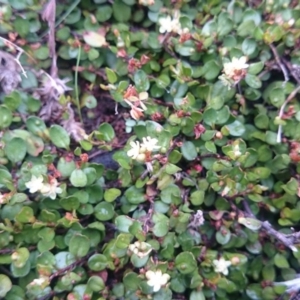 Muehlenbeckia axillaris at Mount Clear, ACT - 25 Feb 2015