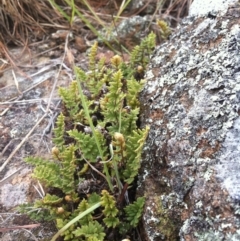 Cheilanthes distans (Bristly Cloak Fern) at Kama - 24 Feb 2015 by RichardMilner