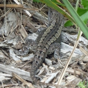 Amphibolurus muricatus at Paddys River, ACT - 19 Feb 2011 10:53 AM