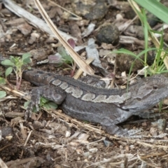 Amphibolurus muricatus at Paddys River, ACT - 19 Feb 2011 10:53 AM