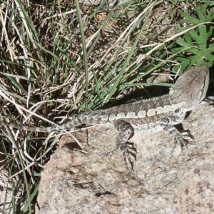 Amphibolurus muricatus at Mount Taylor - 4 Mar 2011 10:14 AM