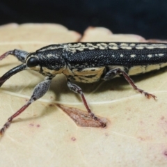 Rhinotia sp. (genus) (Unidentified Rhinotia weevil) at Tennent, ACT - 22 Jan 2012 by Harrisi