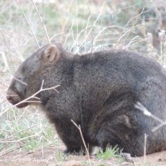 Vombatus ursinus (Common wombat, Bare-nosed Wombat) at Point Hut to Tharwa - 2 Sep 2018 by michaelb