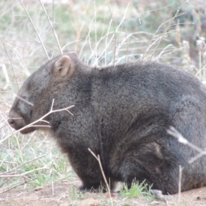 Vombatus ursinus at Tharwa, ACT - 2 Sep 2018