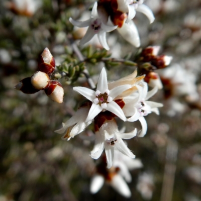 Cryptandra speciosa subsp. speciosa (Silky Cryptandra) at Wandiyali-Environa Conservation Area - 8 Sep 2018 by Wandiyali