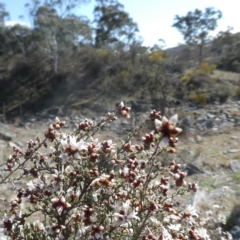 Cryptandra speciosa subsp. speciosa at Googong, NSW - 9 Sep 2018