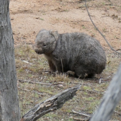 Vombatus ursinus (Common wombat, Bare-nosed Wombat) at QPRC LGA - 8 Sep 2018 by Wandiyali