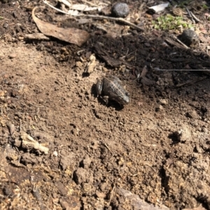 Limnodynastes tasmaniensis at Amaroo, ACT - 9 Sep 2018 12:40 PM