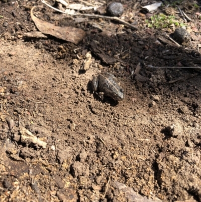 Limnodynastes tasmaniensis (Spotted Grass Frog) at Mulligans Flat - 9 Sep 2018 by AlexSof