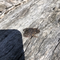 Uperoleia laevigata (Smooth Toadlet) at Mulligans Flat - 9 Sep 2018 by AlexSof