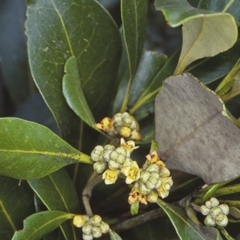 Avicennia marina subsp. australasica (Grey Mangrove) at Undefined - 28 Jan 1998 by BettyDonWood