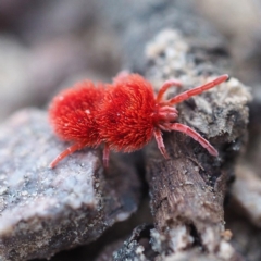 Trombidiidae (family) (Red velvet mite) at Canberra Central, ACT - 26 Aug 2018 by David