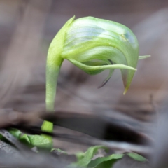 Pterostylis nutans (Nodding Greenhood) at Hackett, ACT - 9 Sep 2018 by David