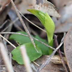 Pterostylis nutans at Hackett, ACT - suppressed