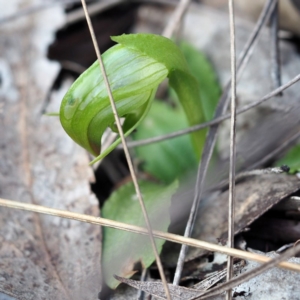 Pterostylis nutans at Hackett, ACT - suppressed