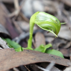 Pterostylis nutans at Hackett, ACT - suppressed