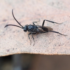 Evaniidae (family) (Hatchet wasp) at Black Mountain - 9 Sep 2018 by David