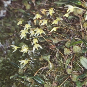 Bulbophyllum exiguum at Bomaderry, NSW - 13 Mar 1998