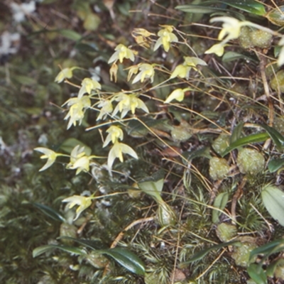 Bulbophyllum exiguum (Tiny Strand Orchid) at Mulgen Creek Walking Track - 12 Mar 1998 by BettyDonWood