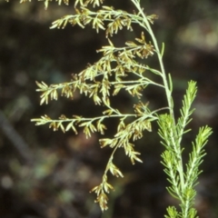 Cassinia sifton (Sifton Bush, Chinese Shrub) at Undefined - 13 Mar 1998 by BettyDonWood