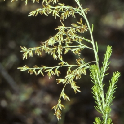 Cassinia sifton (Sifton Bush, Chinese Shrub) at Undefined - 12 Mar 1998 by BettyDonWood