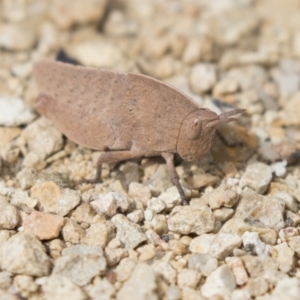 Goniaea australasiae at Gungahlin, ACT - 9 Sep 2018 10:59 AM