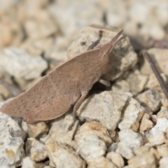 Goniaea australasiae at Gungahlin, ACT - 9 Sep 2018