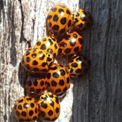 Harmonia conformis (Common Spotted Ladybird) at Jerrabomberra, ACT - 9 Sep 2018 by Mike