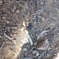 Missulena occatoria (Red-headed Mouse Spider) at Mount Ainslie - 9 Sep 2018 by samreid007