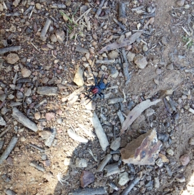 Missulena occatoria (Red-headed Mouse Spider) at Mount Ainslie - 9 Sep 2018 by samreid007
