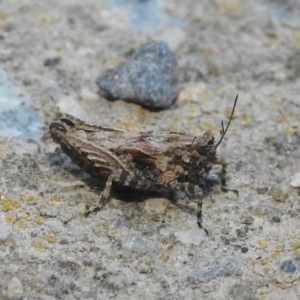 Tetrigidae (family) at Fadden, ACT - 5 Sep 2018 04:54 PM